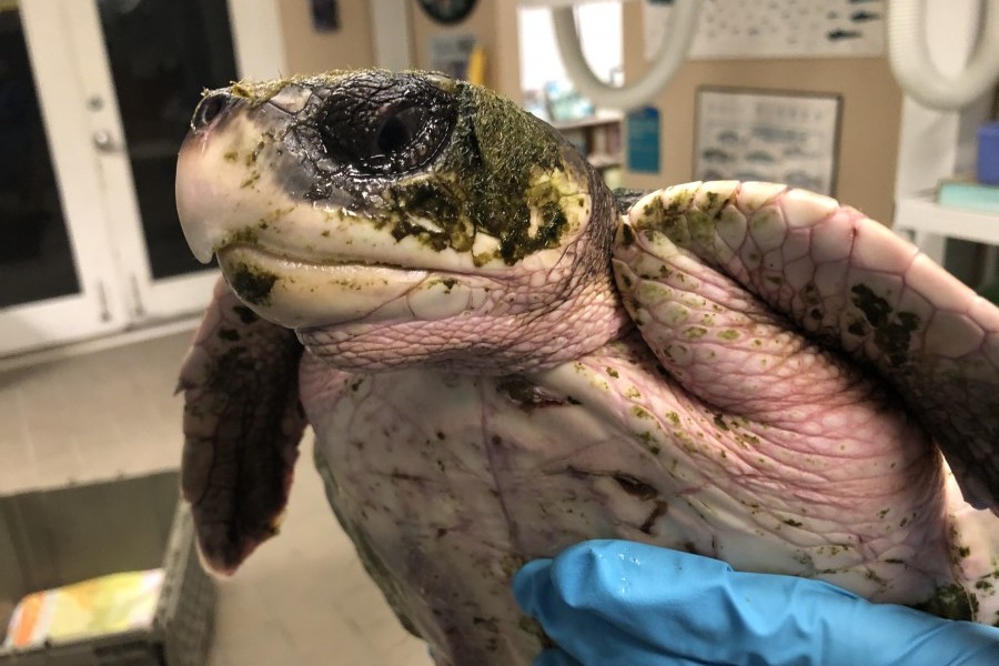 A juvenile Kemp's ridley receives treatment in Mote's Sea Turtle Rehabilitation Hospital