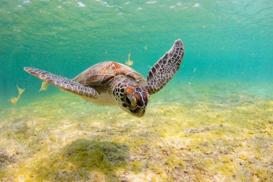 Green sea turtle. Photo credit: Conor Goulding