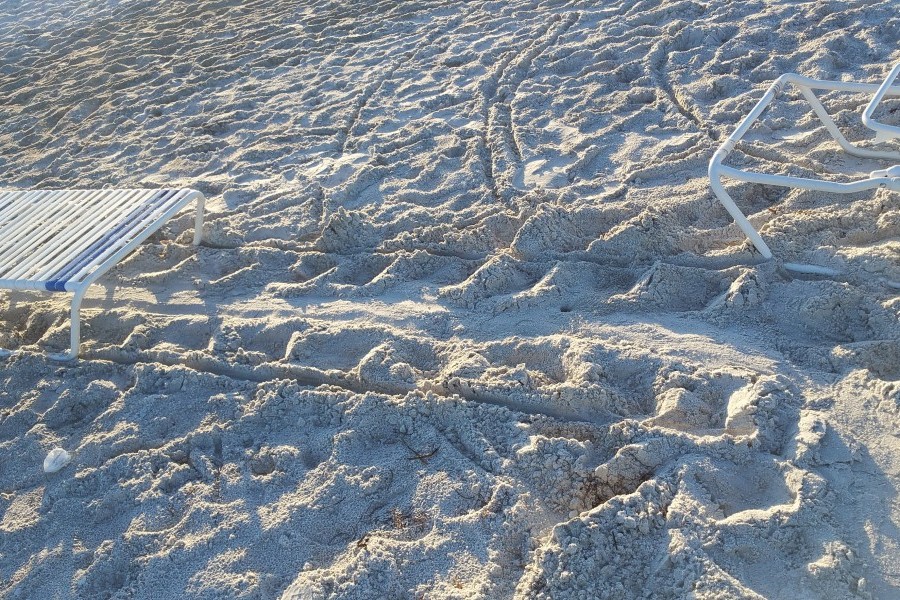 A sea turtle crawl bordered by lines that suggest a nesting sea turtle dragged a beach chair. Credit: Longboat Key Turtle Watch