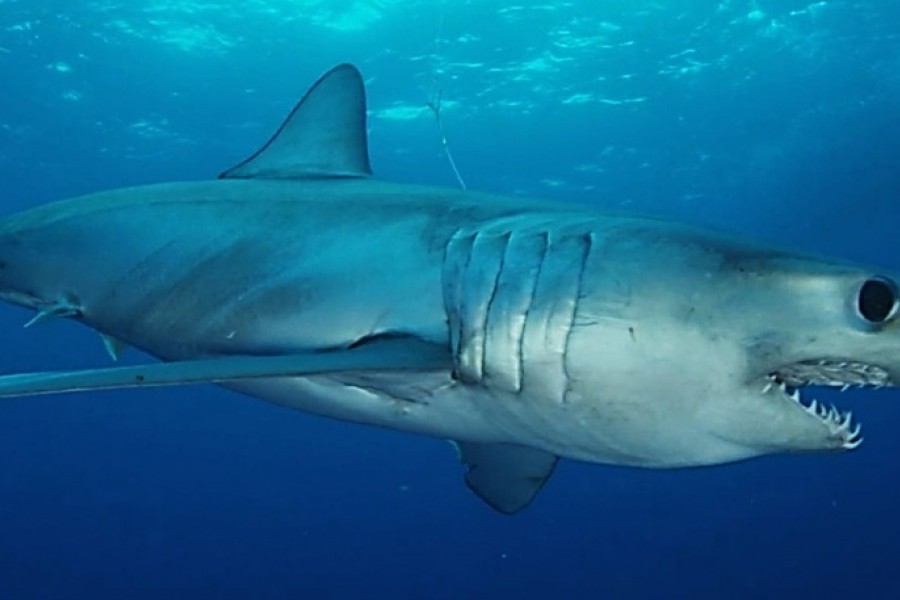 Longfin mako shark that was tagged by U.S.-Cuban team in February 2015 off Cuba. Credit: Discovery Channel.