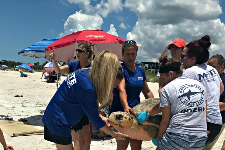 Mote staff and trained interns carry loggerhead sea turtle down Lido Beach for release. Photo credit: Mary Alice Blackstock