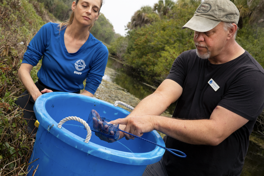 Mote partners with Sarasota County to improve water quality of Alligator Creek