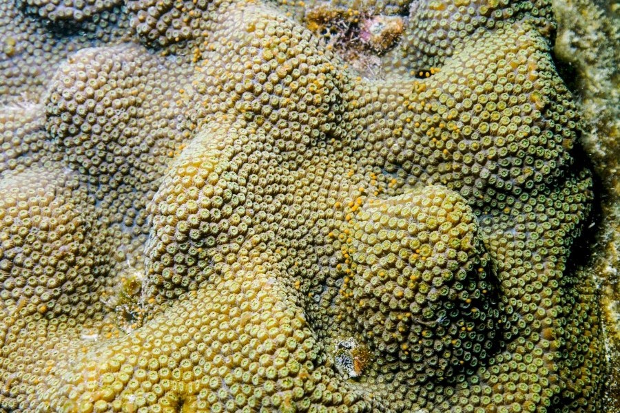 Mountainous star coral, the massive species that spawned after being restored by Mote Marine Laboratory. Credit: Joe Berg