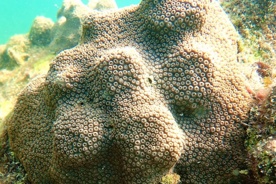 Photo: A Mote-restored colony of mountainous star coral. Credit Dr. Hanna Koch/Mote Marine Laboratory