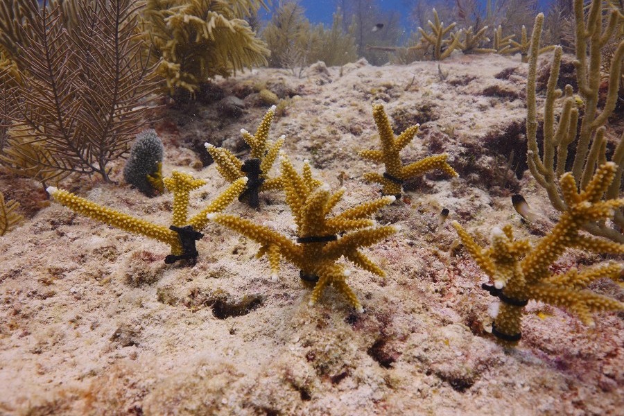 Fragments of restored staghorn coral on a reef in the Florida Keys. 