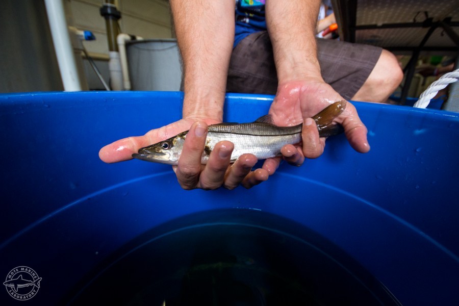Photo: A juvenile common snook raised by Mote