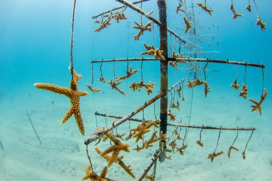 Staghorn coral in Mote's underwater nursery in the Florida Keys. Credit: Conor Goulding/Mote Marine Laboratory