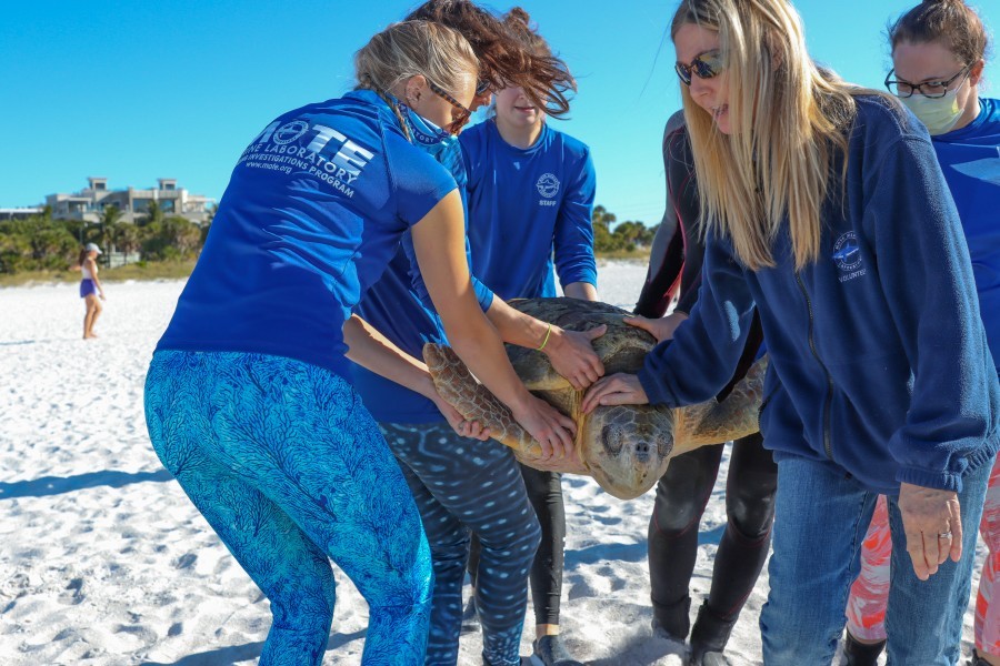 Mote's team releases rehabbed sea turtle on Lido Beach