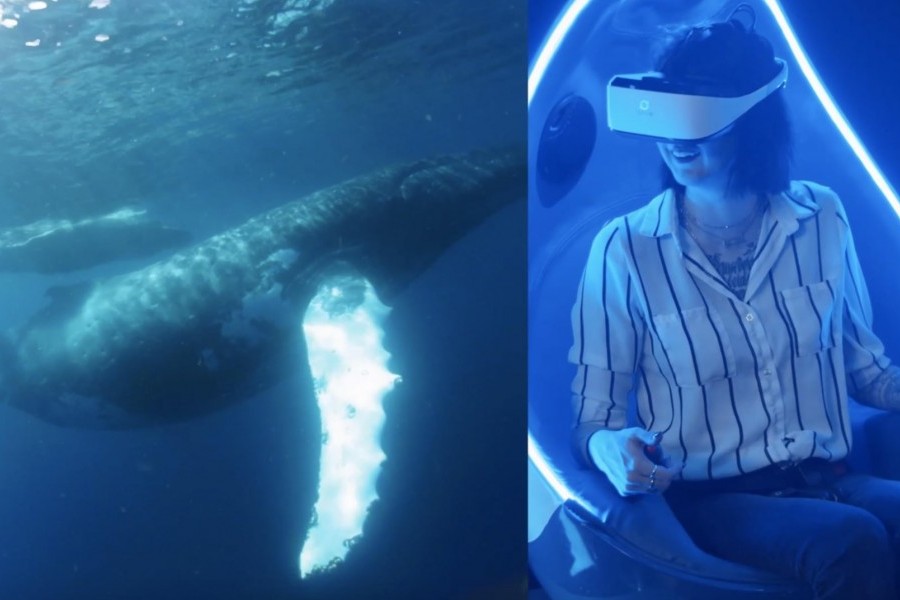 Guests can swim with humpback whales, among other experience, with new VR pods at Mote. Photo credit: Immotion