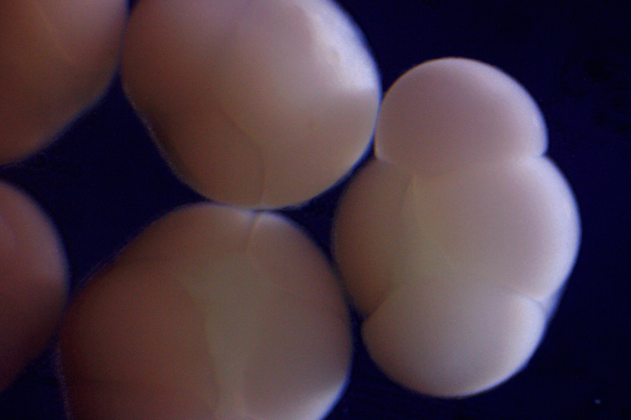 Coral gamete bundes (packets of sperm and eggs) produced during sexual reproduction