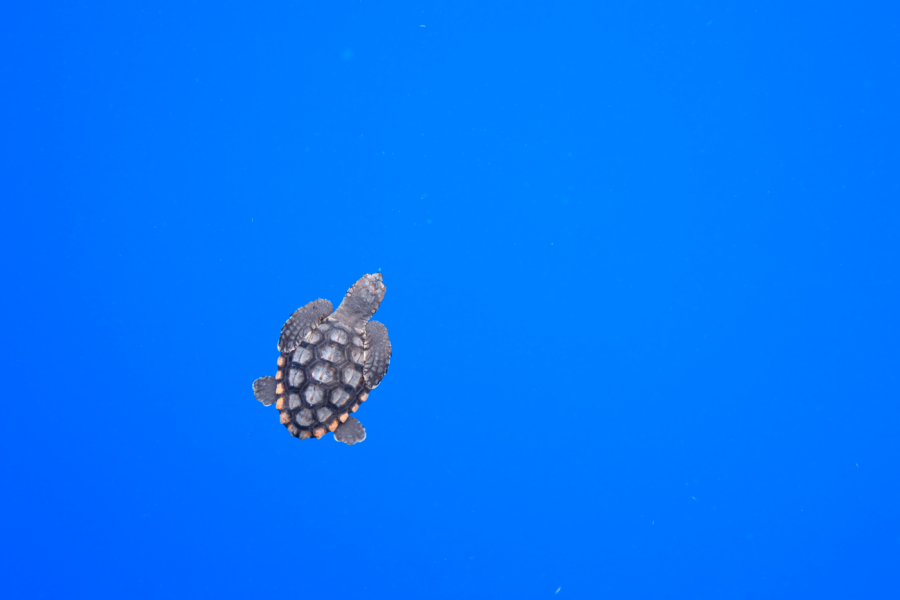 Loggerhead sea turtle released offshore. Credit: Cameron McPhail/Mote Marine Laboratory