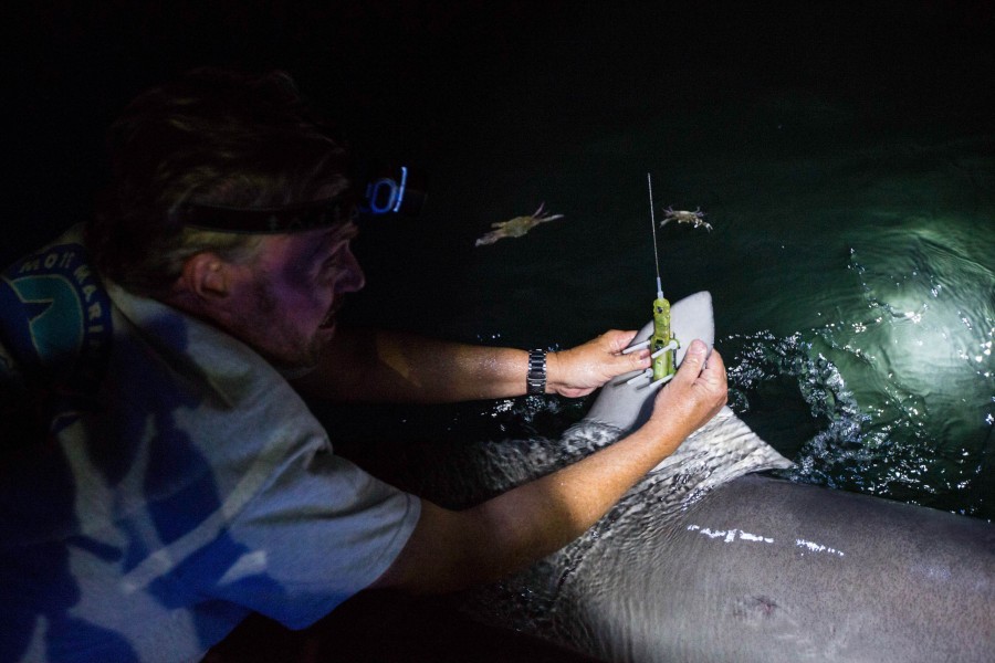 Dr. Bob Hueter applies tag to a bull shark in a 2016 study. Bull sharks will be included in new consortium. Photo: Olivia Raney