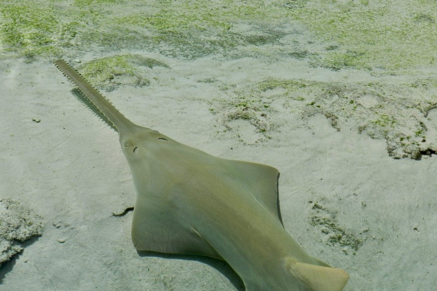 Mote provides critical role for potential rescue of endangered smalltooth sawfish
