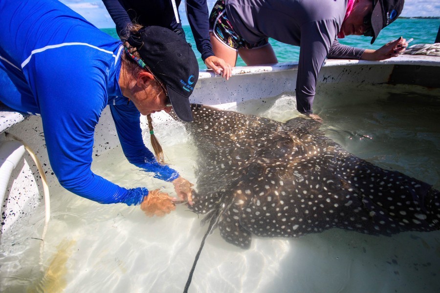 Mote scientists tag a spotted eagle ray. Credit: Conor Goulding/Mote Marine Laboratory
