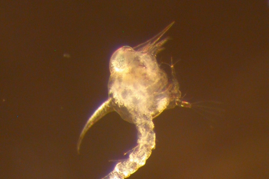 Stone crab larval stage. Photo credit Mote Marine Laboratory