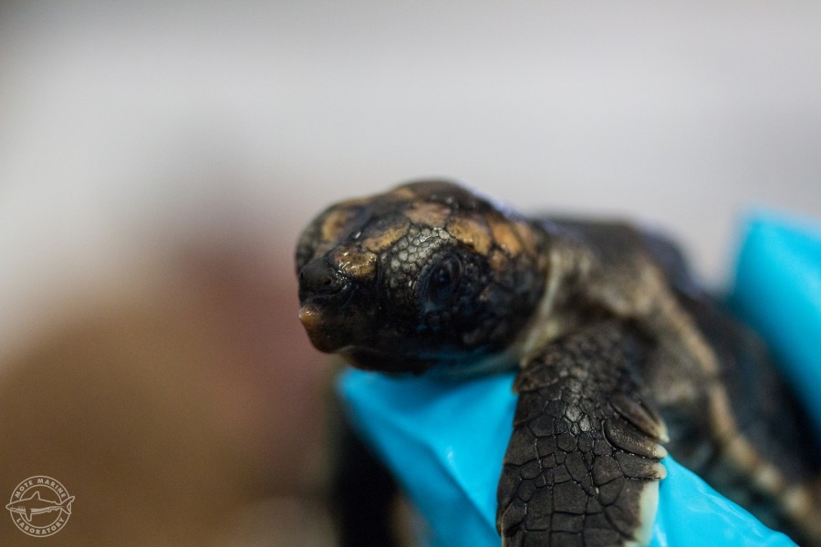 Mote's Sea Turtle Hospital staff evaluate loggerhead hatchling during intake. 