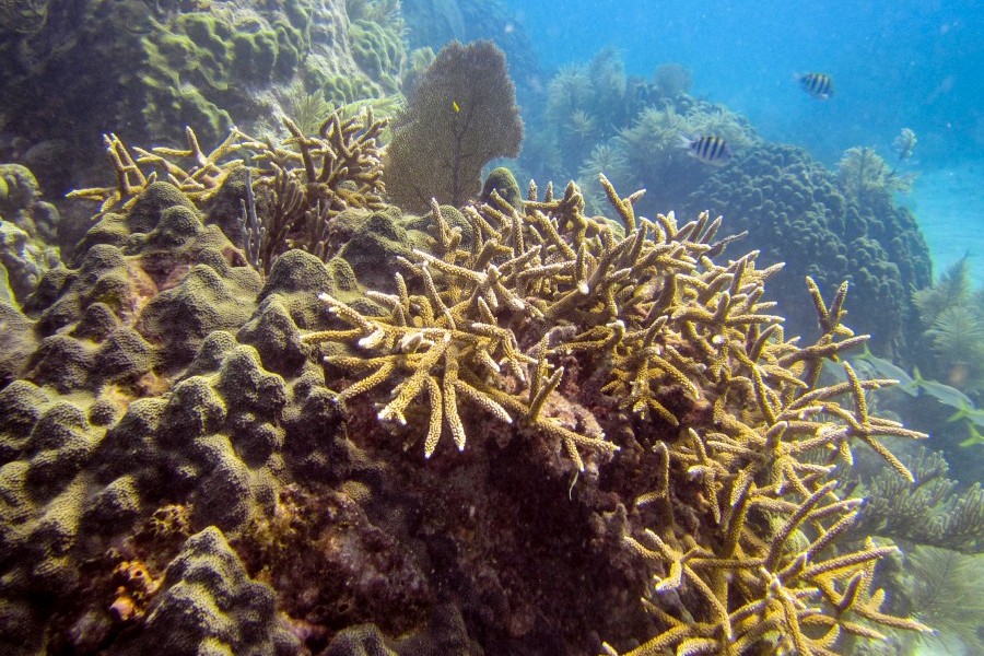 Staghorn coral. Copyright Mote Marine Laboratory.