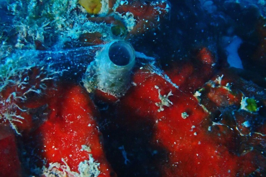 The new worm-snail in its shipwreck habitat, with the mucus web it uses to trap food.