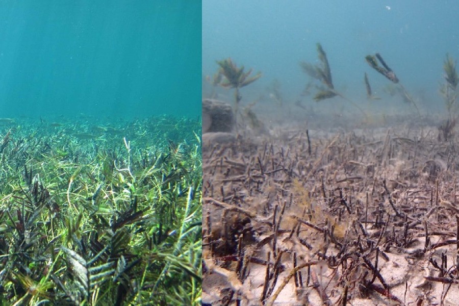 Shark Bay seagrass example before 2011 heat wave (L) and study site in 2013 (R). Credit Shark Bay Ecosystem Research Project.