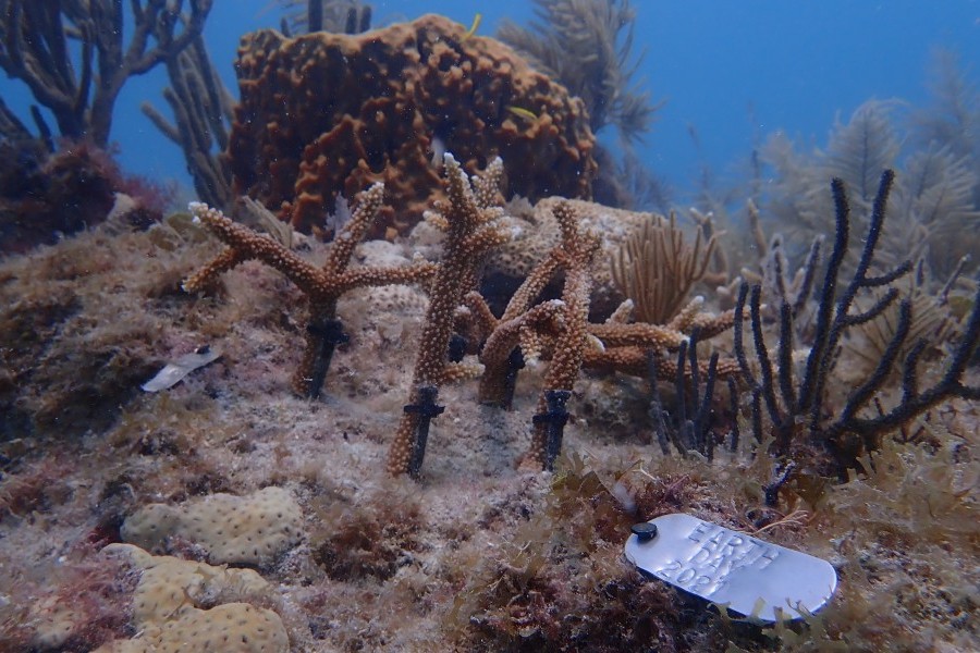 Staghorn coral fragments planted at Eastern Dry Rocks, just in time for Earth Day 2021. 