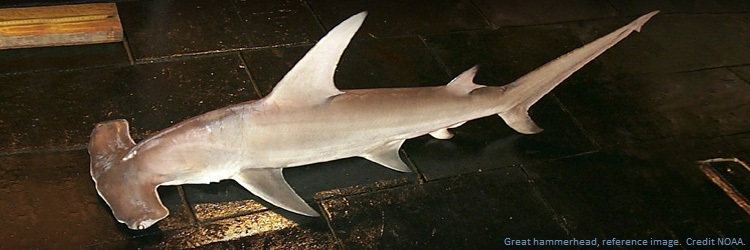 Great hammerhead shark, reference image. Credit NOAA.