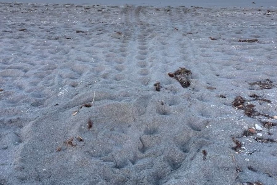 Mote’s Sea Turtle Patrol finds first nest of the 2024 season