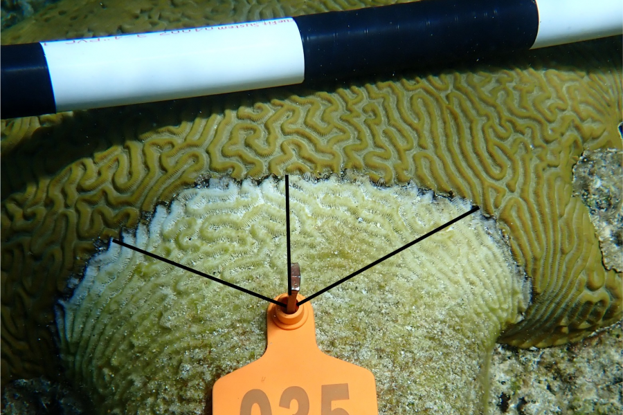 Disease progression measurements are collected from corals with active BBD and shown in new peer-reviewed research.