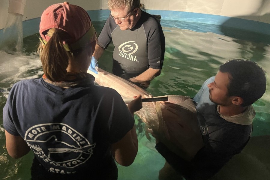 First rescued sawfish receiving critical care at Mote