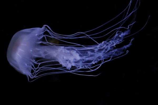Jellyfish Photo