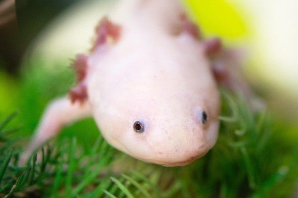 Axolotl Photo