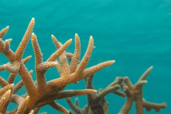 Coral Photo