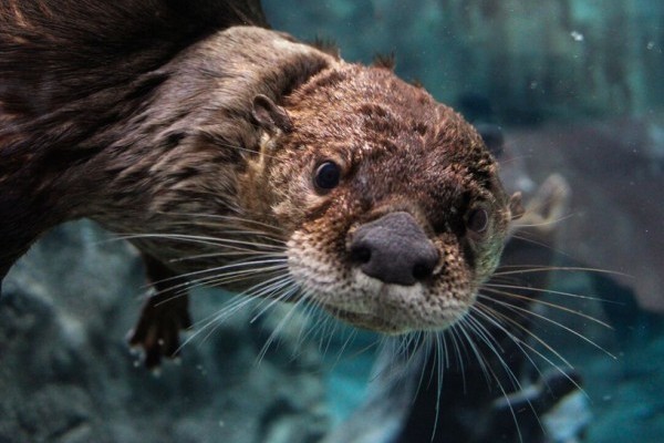 Otter Photo