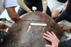 Deep penetrating boat strike wound on carapace when turtle was found.