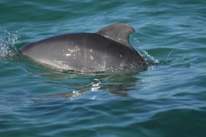 Newborn dolphin with creases. Photo taken by the Chicago Zoological Society's Sarasota Dolphin Research Program under National Marine Fisheries Service Scientific Research Permit No. 20455.
