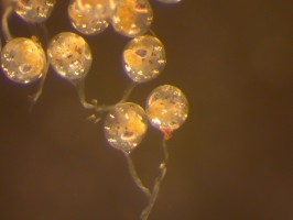 Stone crab embryos