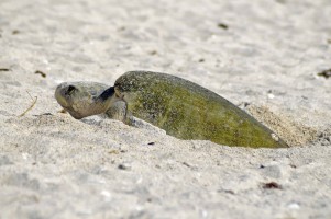 A Kemp's Ridley sea turtle - an endangered species and the rarest on Sarasota County beaches - nests in the daytime, unlike a more common local species, the threatened loggerhead turtle. (Credit: Alison McCoy)