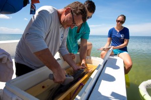 Mote scientists study how well common snook are fairing amid red tide in Boca Grande. 