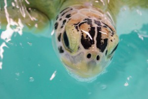 Captain the female green sea turtle. Credit Conor Goulding/Mote Marine Laboratory.