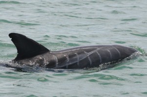 A Sarasota Bay dolphin bears scars from a boat strike. Credit: Sarasota Dolphin Research Program, photo taken under NMFS Permit No. 15543.