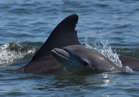 Photo taken by the Chicago Zoological Society's Sarasota Dolphin Research Program under National Marine Fisheries Service Scientific Research Permit No. 20455.