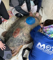 Mote staff apply a satellite tag to Connor's back prior to his release.  