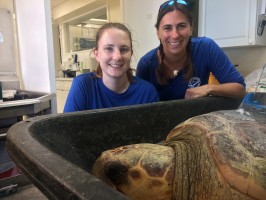 Kristen Mazzarella, right, traveled to the Florida Keys to tag Mr. T as part of an effort to better understand the behaviors of male loggerhead sea turtles.