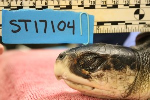 Admit photos - both eyes are mostly closed and show some trauma, most likely from exposure to the cold temperatures at time of stranding