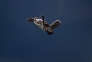  A sea turtle hatchling rescued from a Mote-monitored beach.