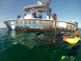 Mote Marine Laboratory staff rescue a leatherback sea turtle entangled in a crab pot on April 1 offshore of Lido Key in Sarasota County.