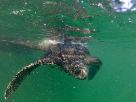 Turtle swims free.