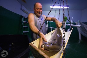 Mote staff member Tom Waldrop works with an almaco jack, one of several being tagged for identification and sampled on Aug. 23 to assess reproductive status at Mote Aquaculture Research Park. 