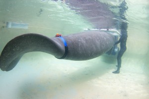 Resident Mote manatee wears accelerometer - fine scale motion sensor - during a study measuring oxygen consumption in continuously swimming manatees. Credit Conor Goulding/Mote Marine Laboratory.