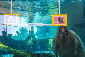 Mote's resident manatee, Buffett, makes his Super Bowl prediction for the 10th year in a row. This year, he predicts the Atlanta Falcons will win the big game. 