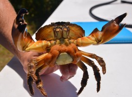 Stone crab adult (gravid female)